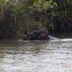 087 LOANGO 2 Akaka Riviere Rembo Ngove Nord Sortie Elephant 15E5K3IMG_107024wtmk.jpg